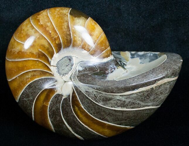 Beautiful Nautilus Fossil - Madagascar #6419